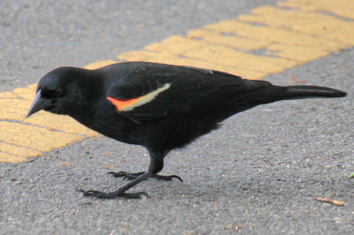 Red-winged Blackbird (Red-winged) - ML619209514