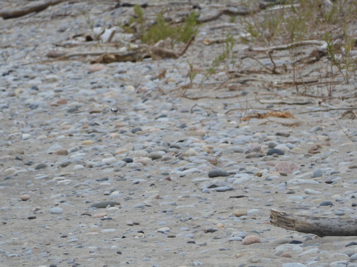 Piping Plover - ML619209609