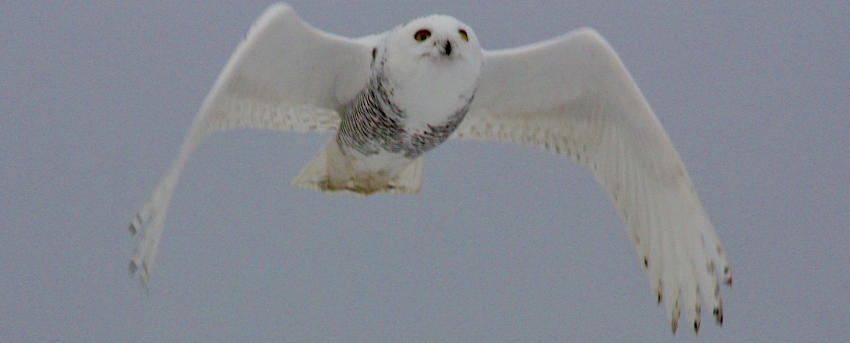 Snowy Owl - ML619209635