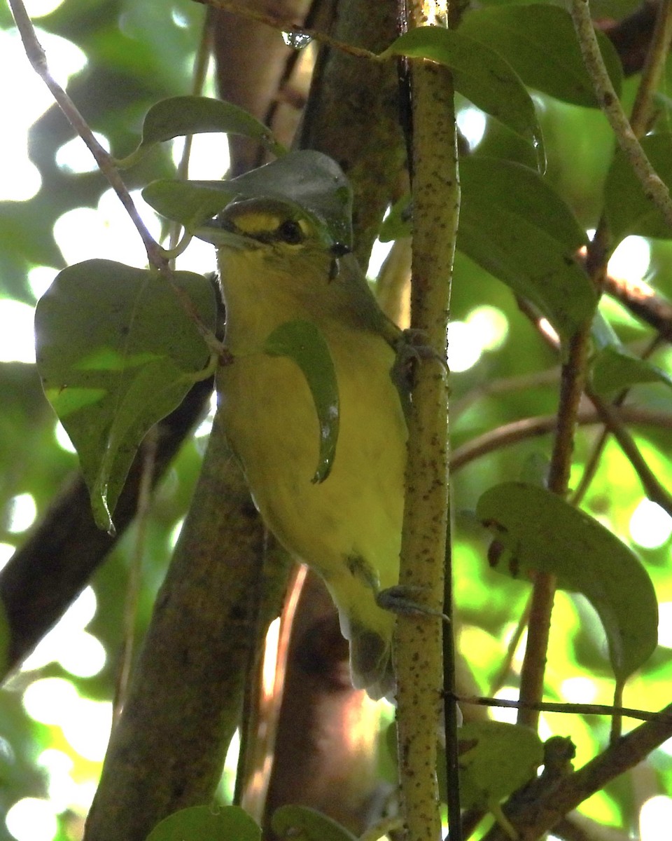 Thick-billed Vireo - ML619209639