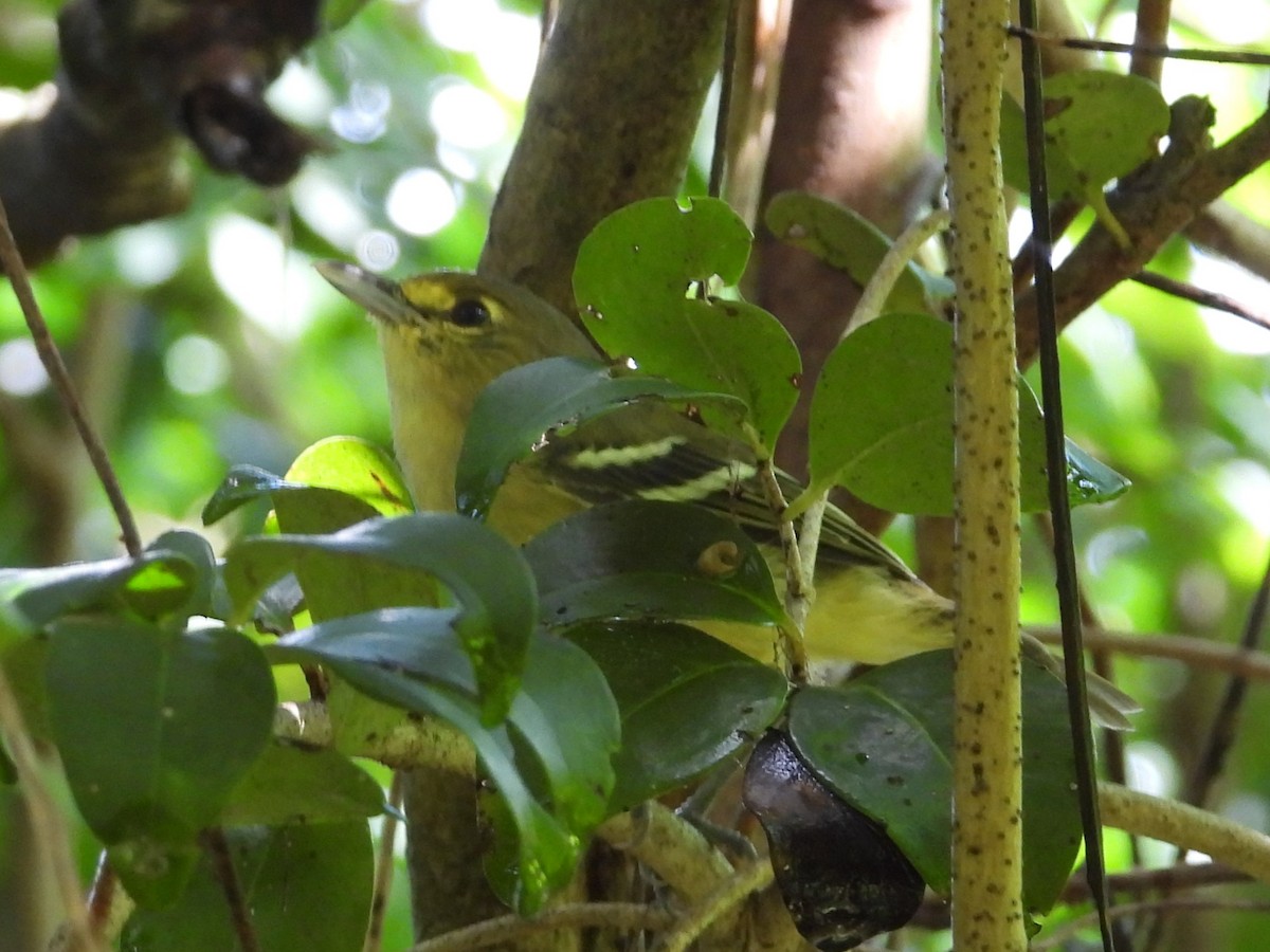 Thick-billed Vireo - ML619209641