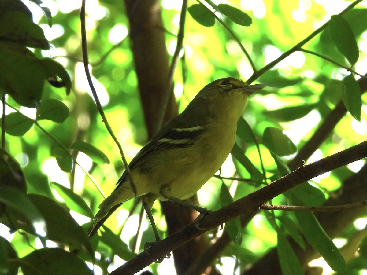 Thick-billed Vireo - ML619209642