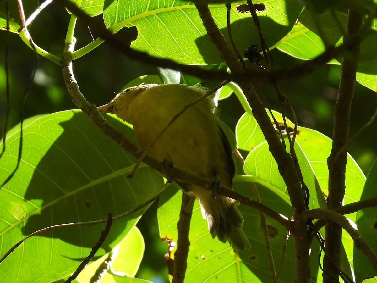 Thick-billed Vireo - ML619209643