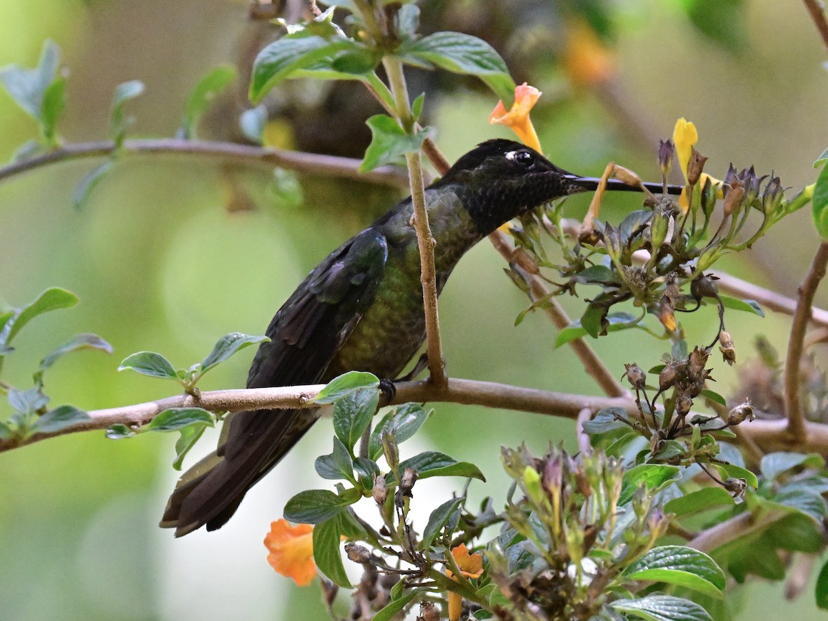 Talamanca Hummingbird - ML619209667