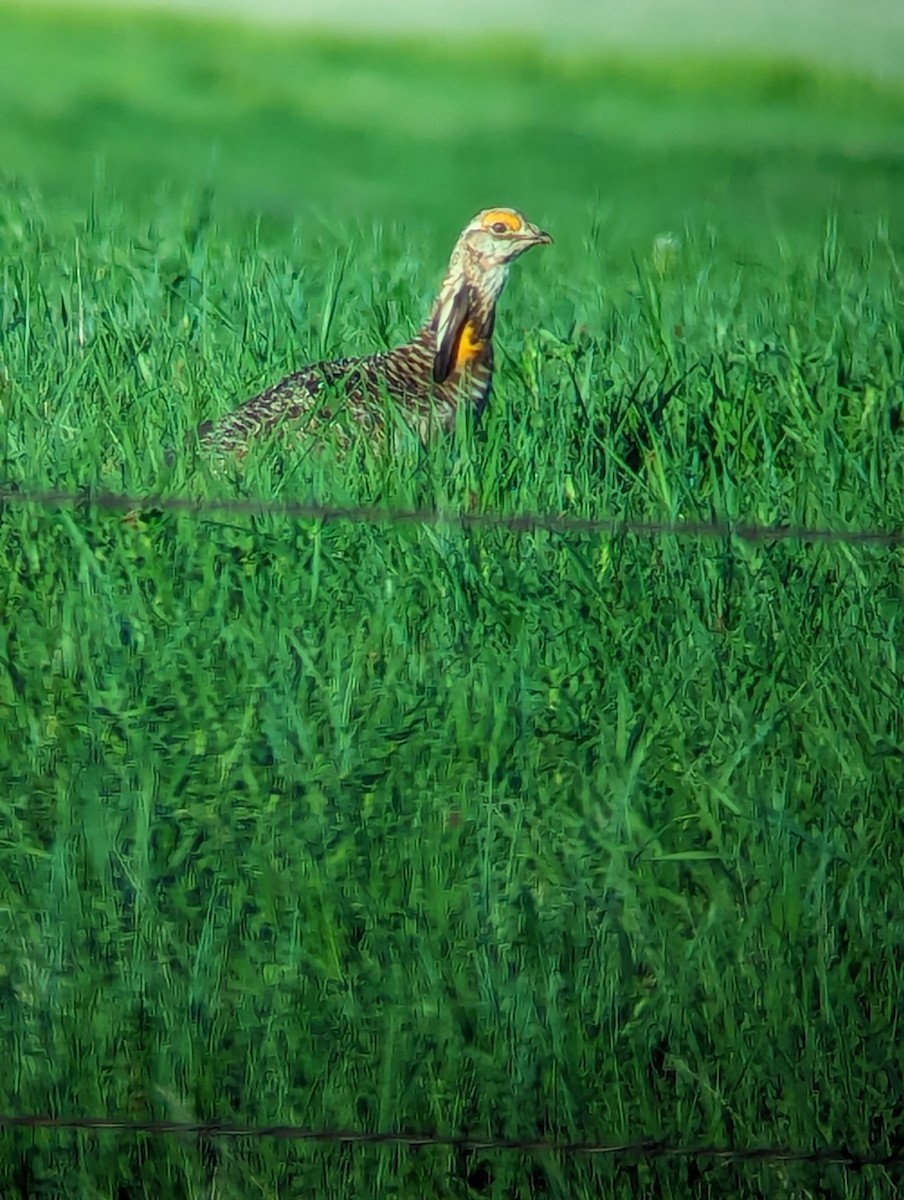 Greater Prairie-Chicken - ML619209719