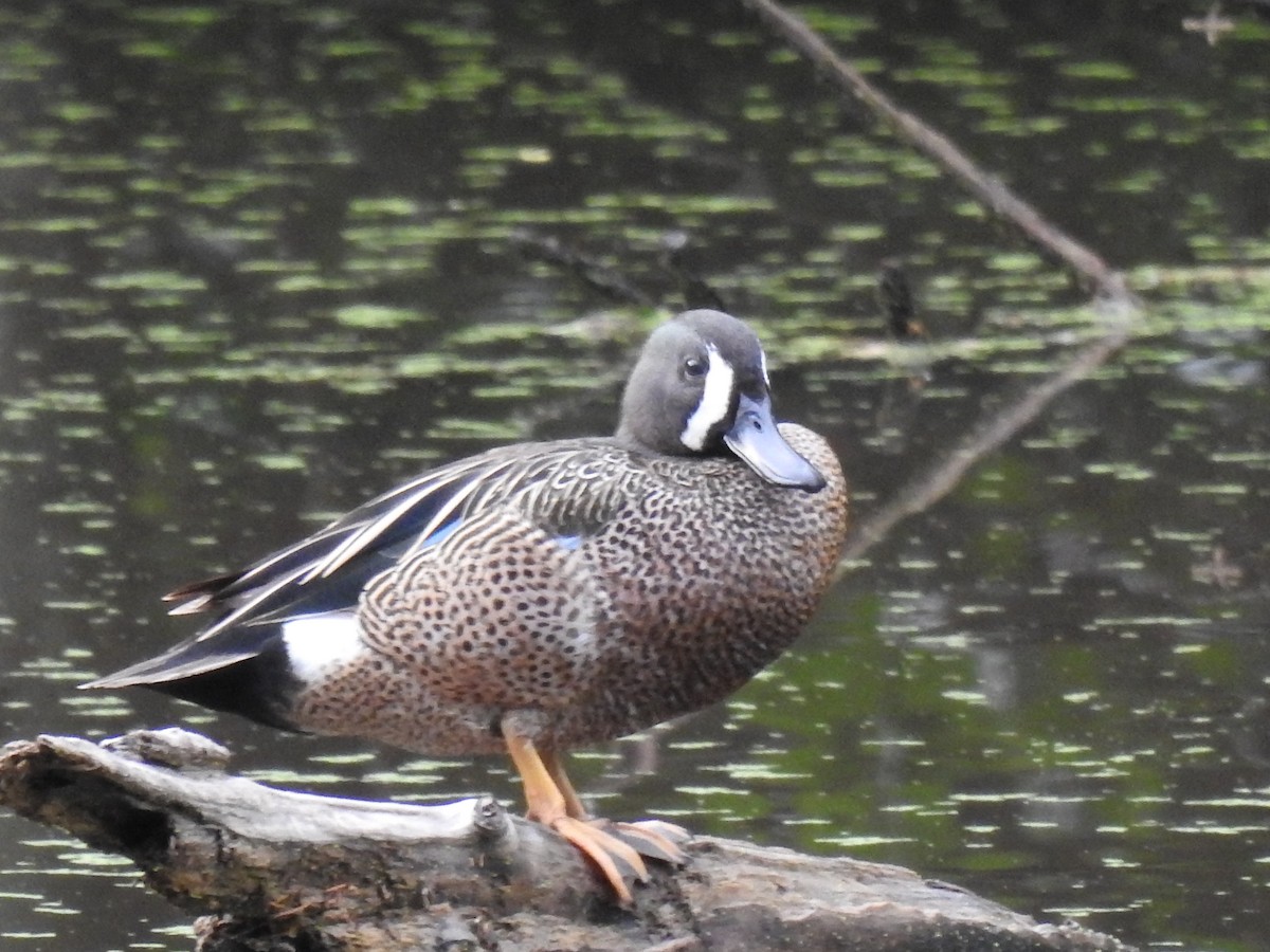 Blue-winged Teal - ML619209725