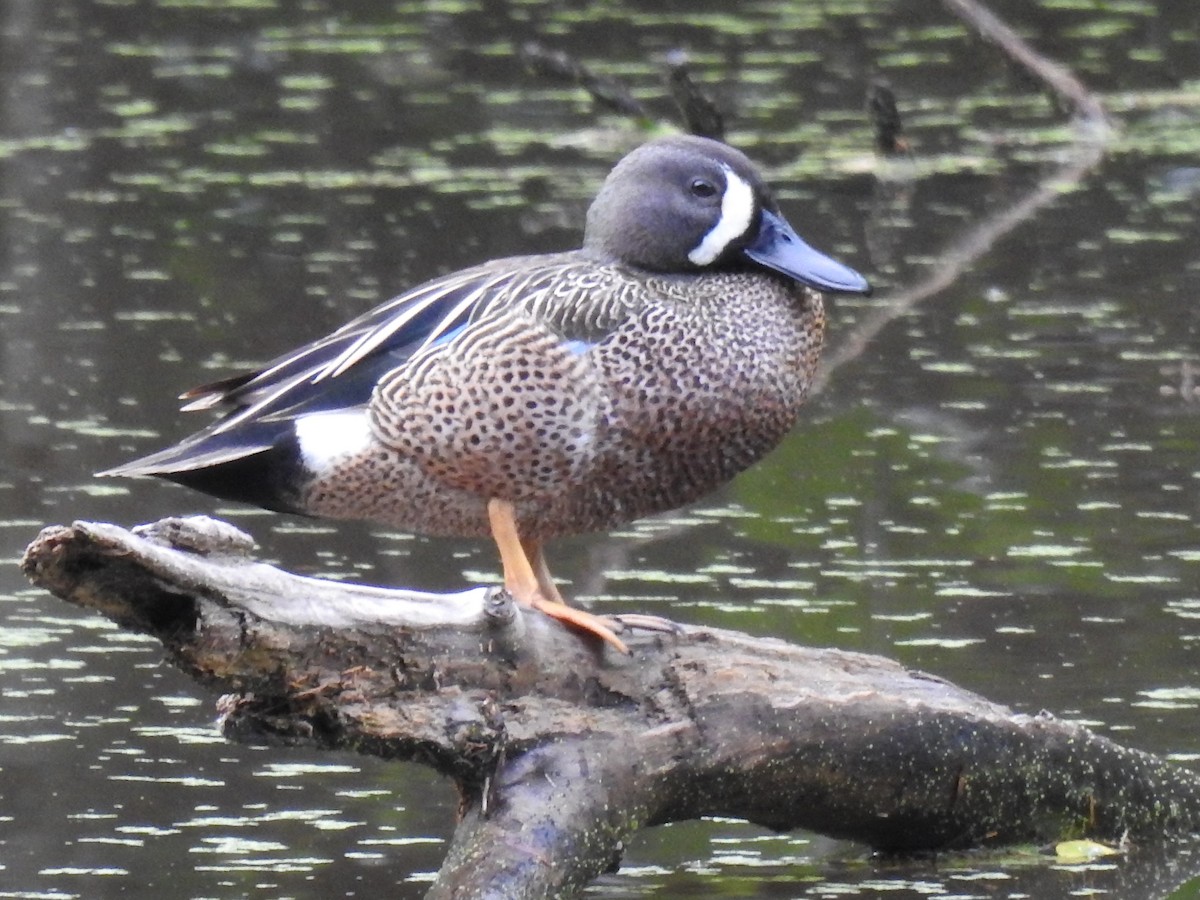 Blue-winged Teal - ML619209727