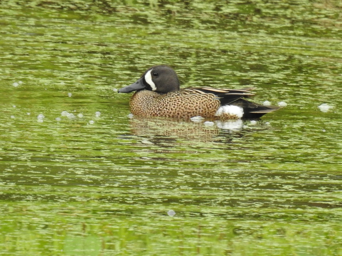 Blue-winged Teal - ML619209728