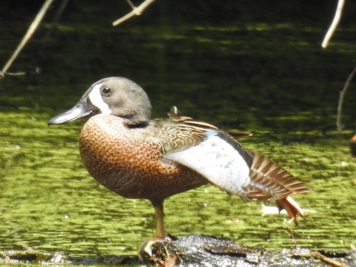 Blue-winged Teal - ML619209729