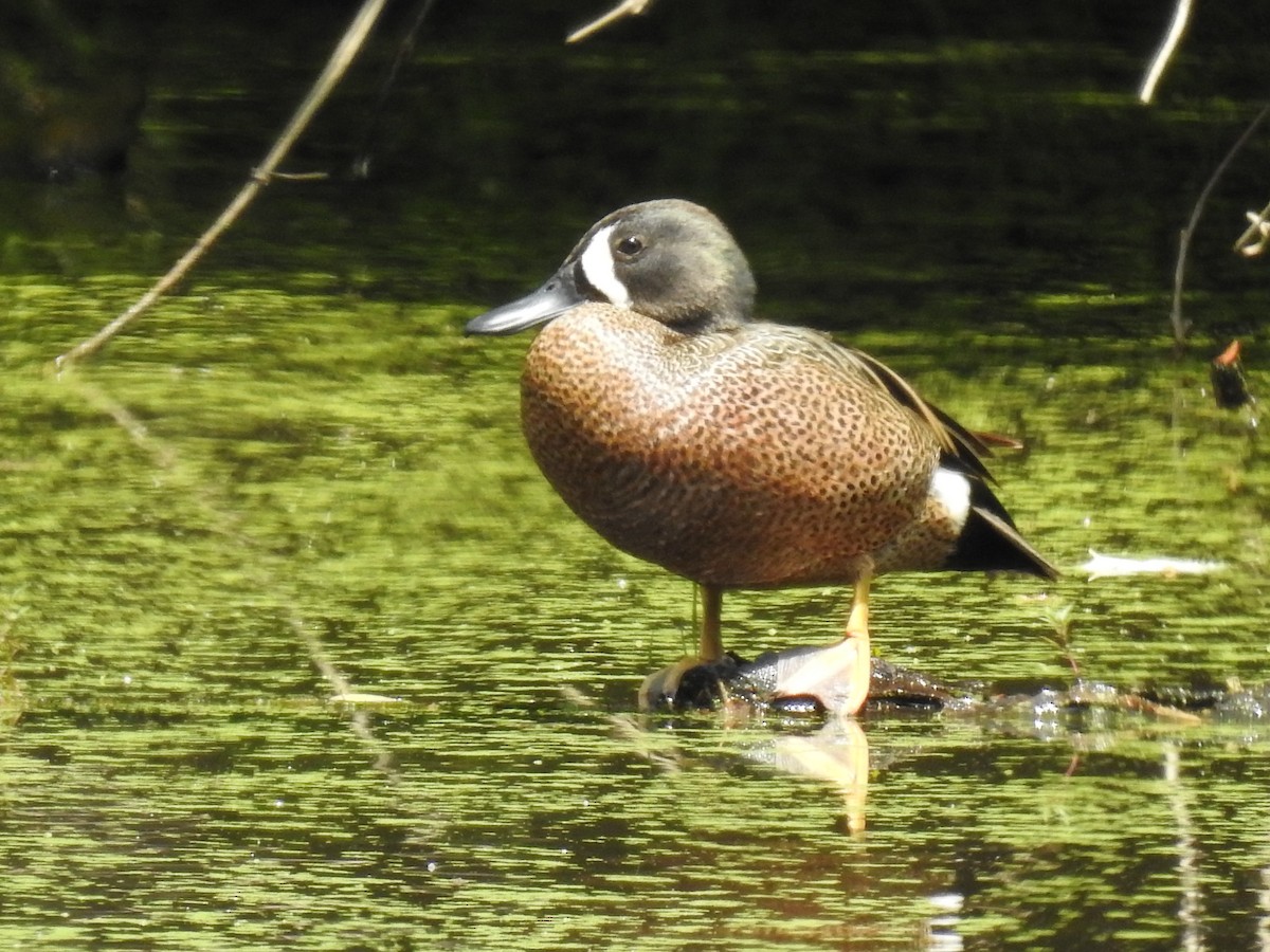 Blue-winged Teal - ML619209752