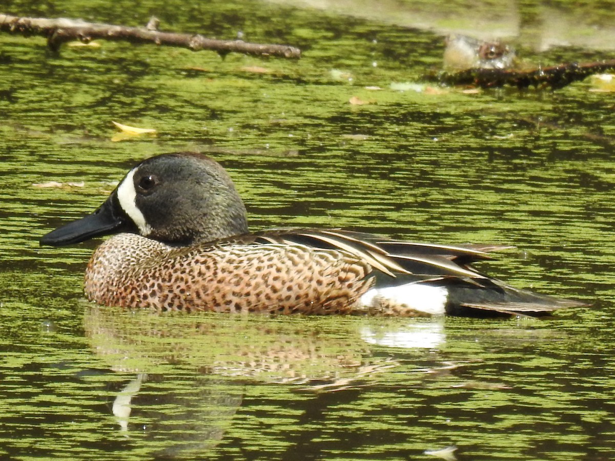 Blue-winged Teal - ML619209754