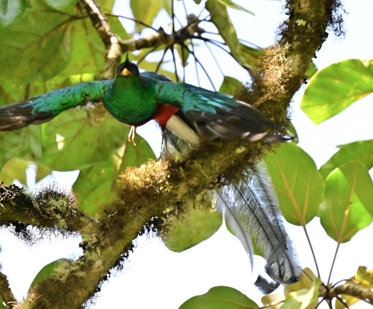 Quetzal Guatemalteco - ML619209766