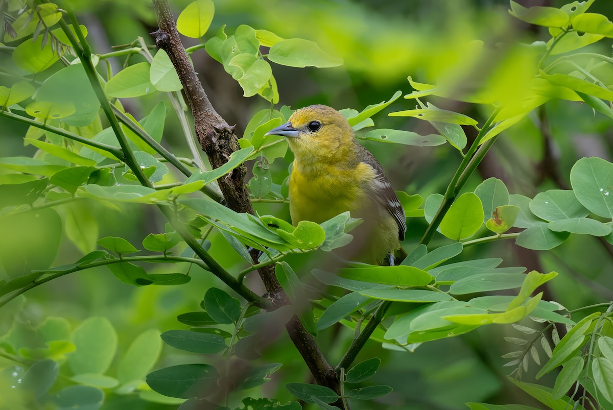 Orchard Oriole - ML619209791
