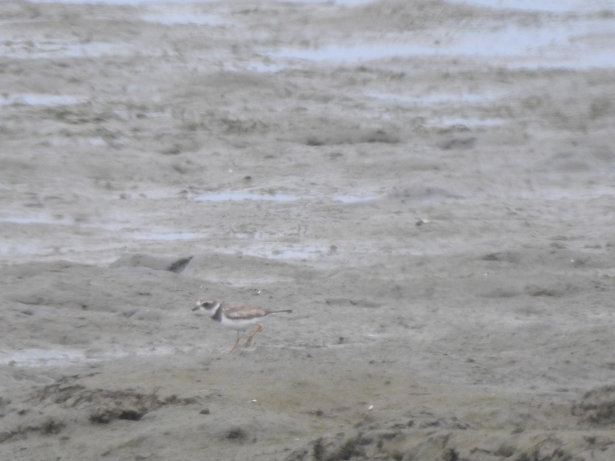 Semipalmated Plover - ML619209807