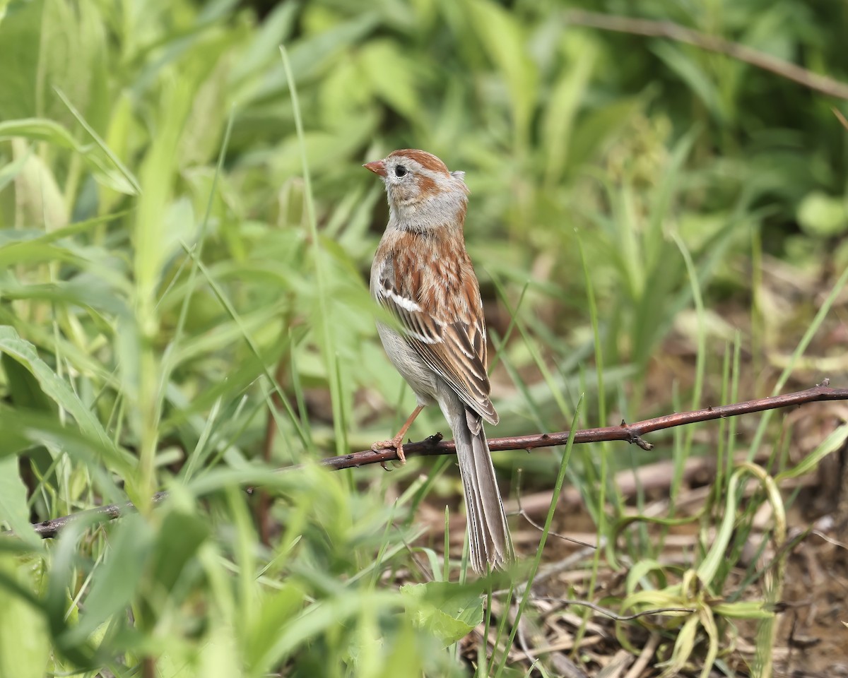 Field Sparrow - ML619209853