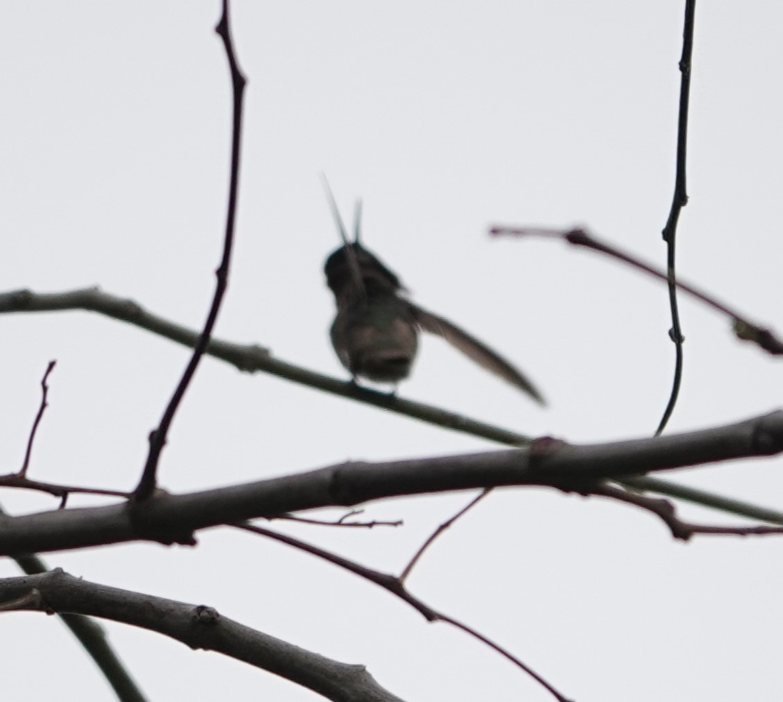 hummingbird sp. - ML619209865