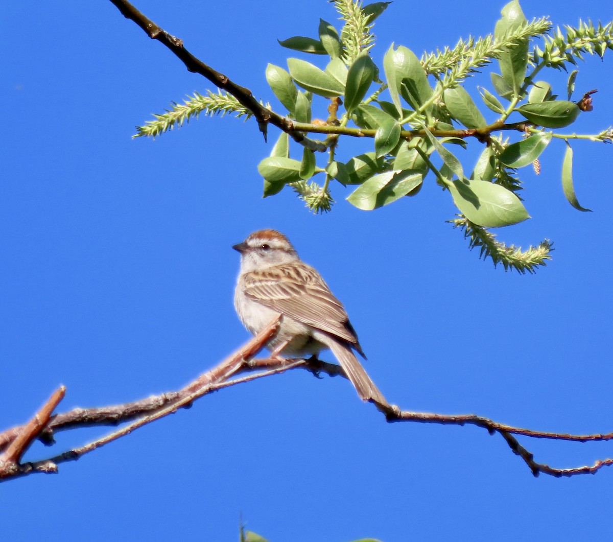 Chipping Sparrow - ML619209911