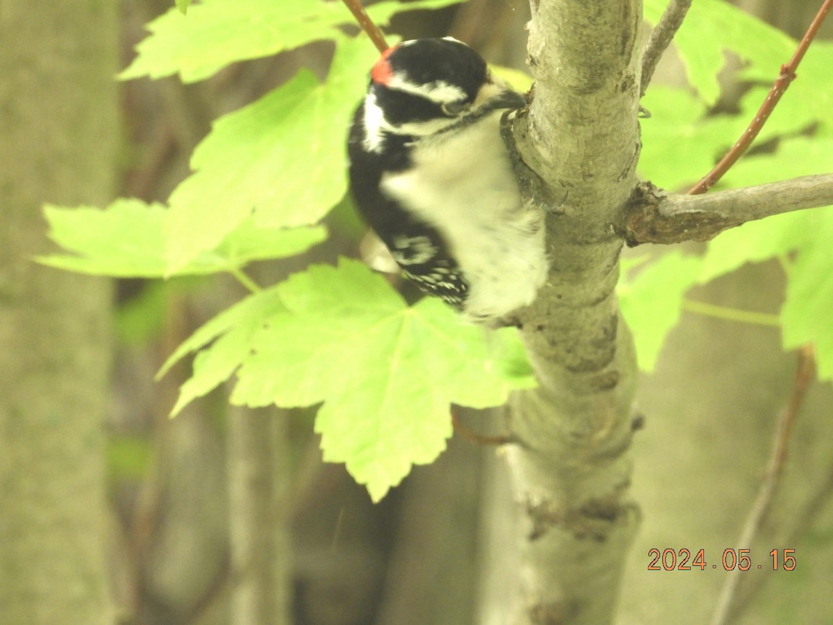 Downy Woodpecker - ML619209983