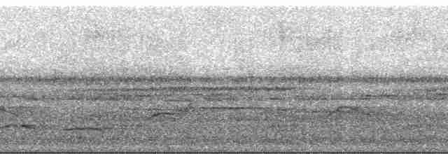 Batara à points blancs (tucuyensis) - ML61921