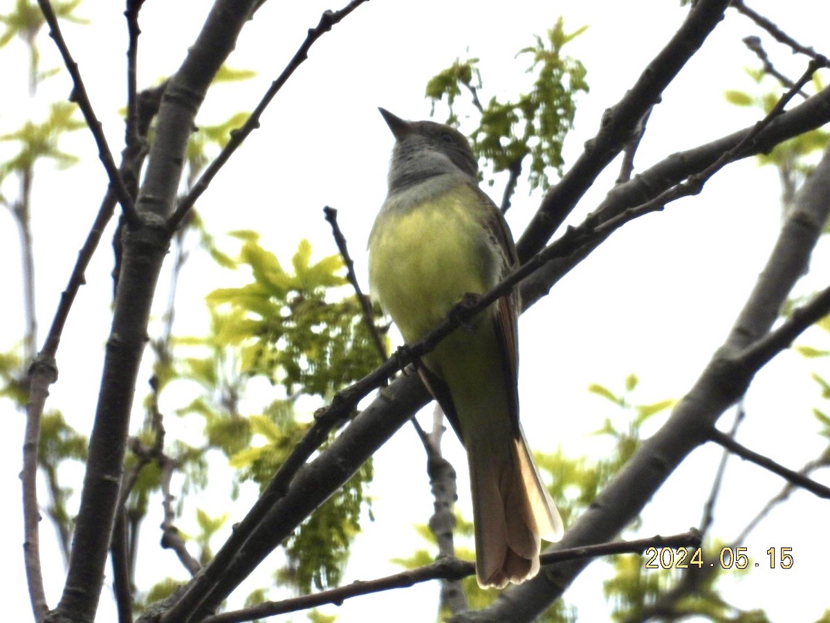 Great Crested Flycatcher - ML619210010