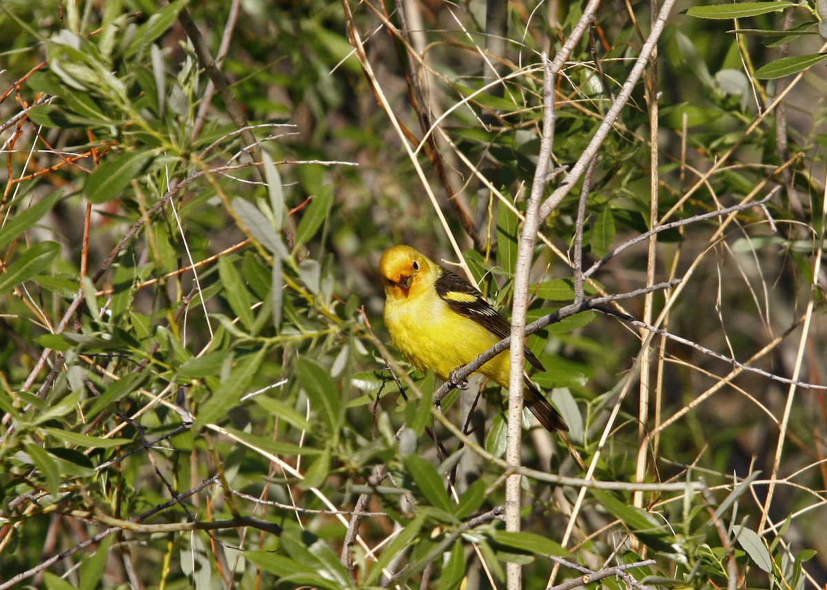 Western Tanager - ML619210079