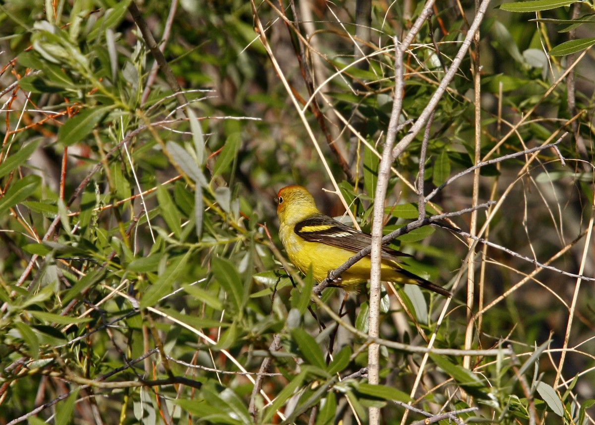 Western Tanager - ML619210082