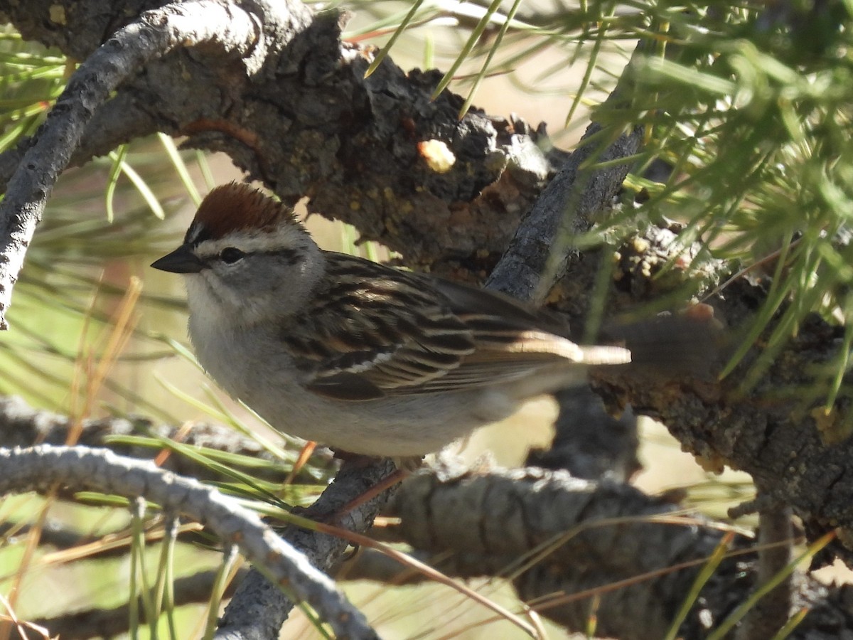 Chipping Sparrow - ML619210087