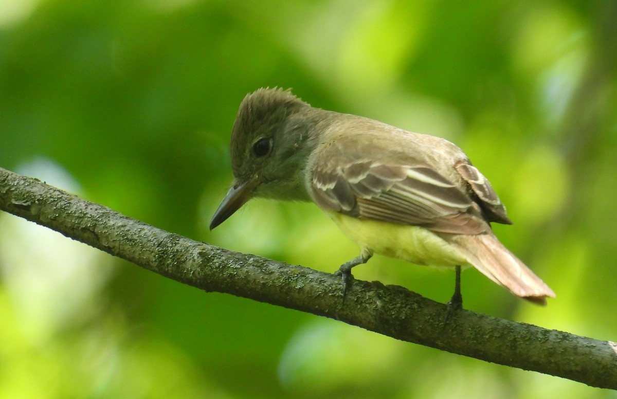 Great Crested Flycatcher - ML619210145