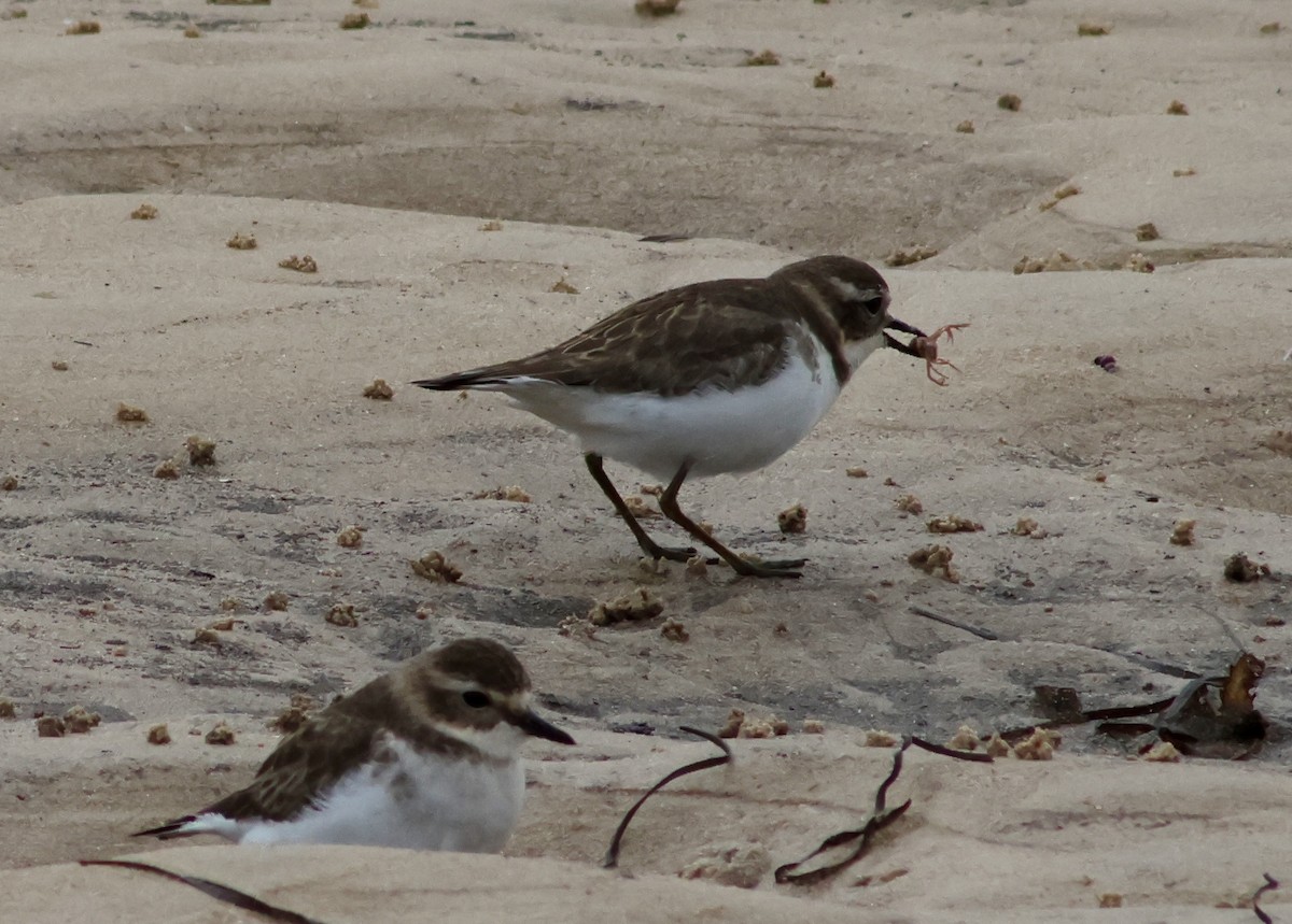 Double-banded Plover - ML619210157