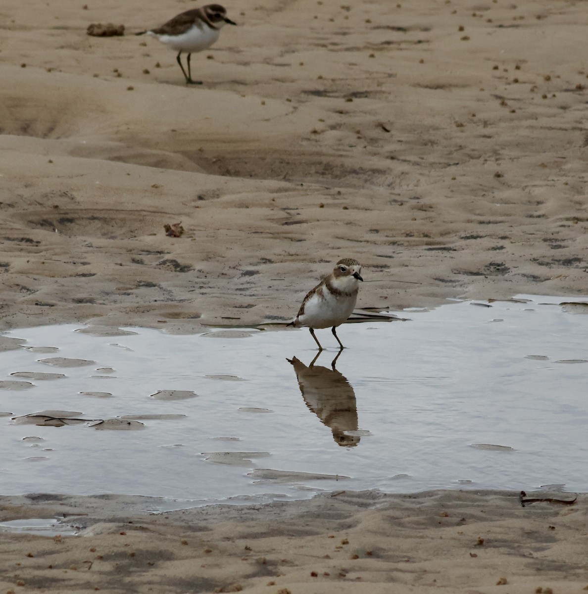 Double-banded Plover - ML619210159