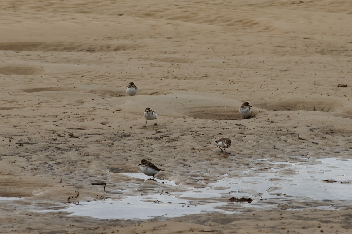 Double-banded Plover - ML619210160