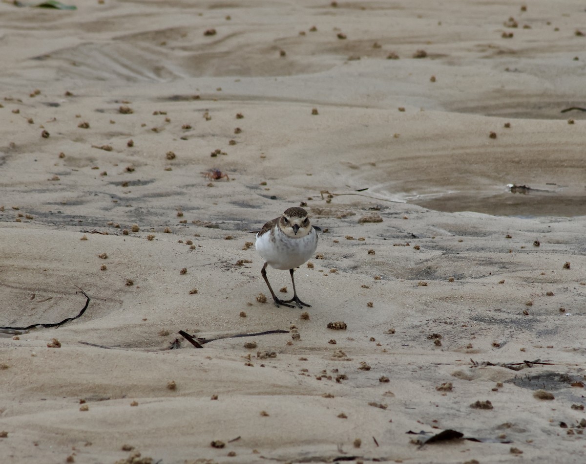 Double-banded Plover - ML619210161