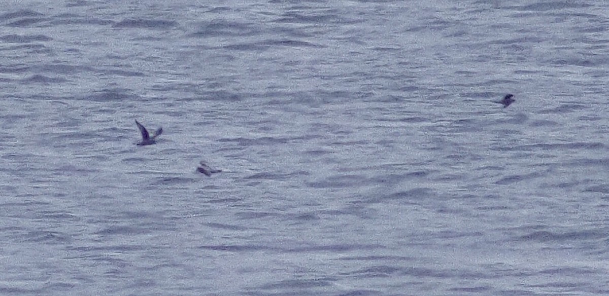 Fork-tailed Storm-Petrel - ML619210173