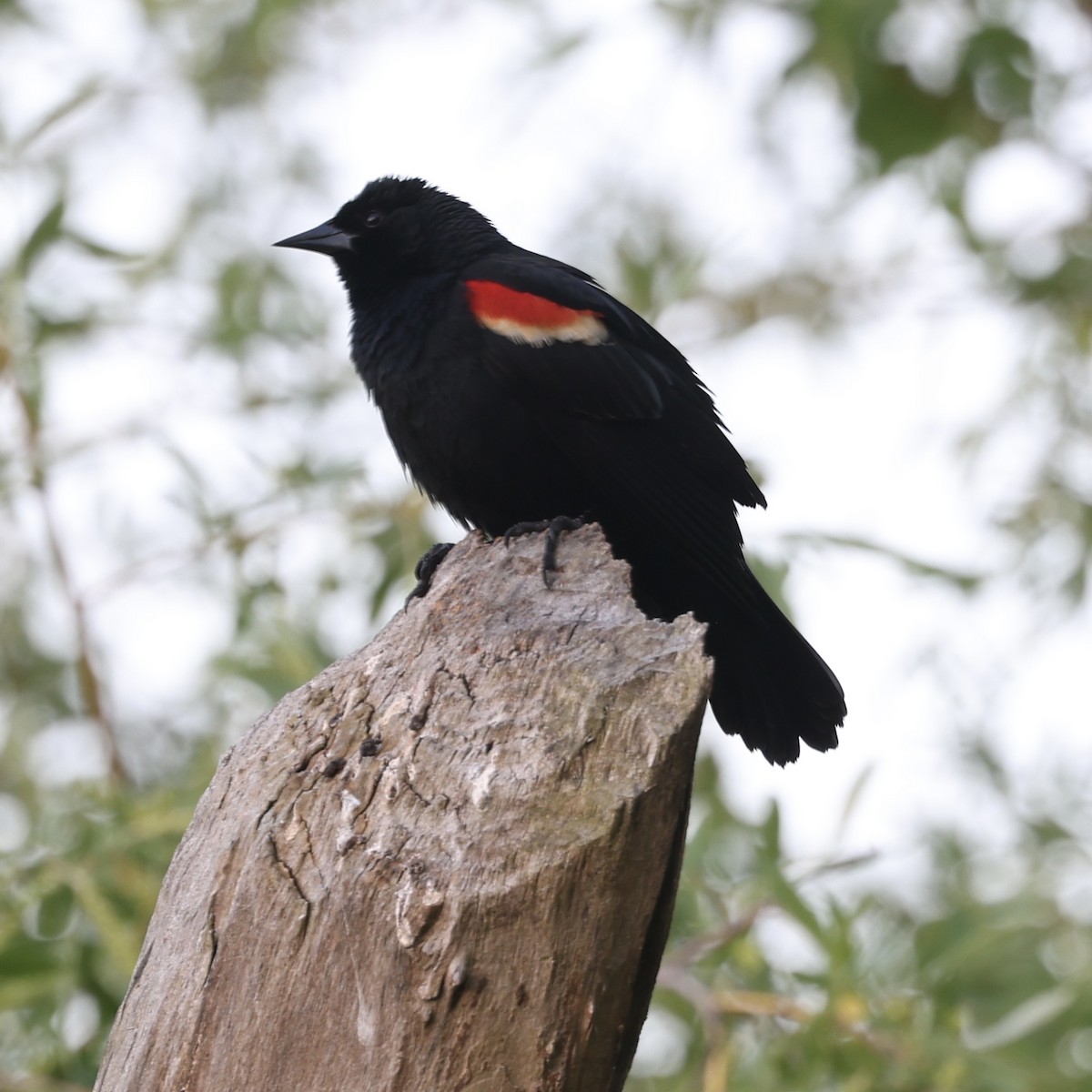 Red-winged Blackbird - ML619210210