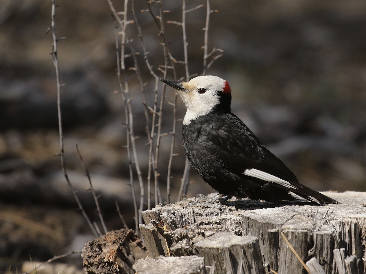 White-headed Woodpecker - ML619210266