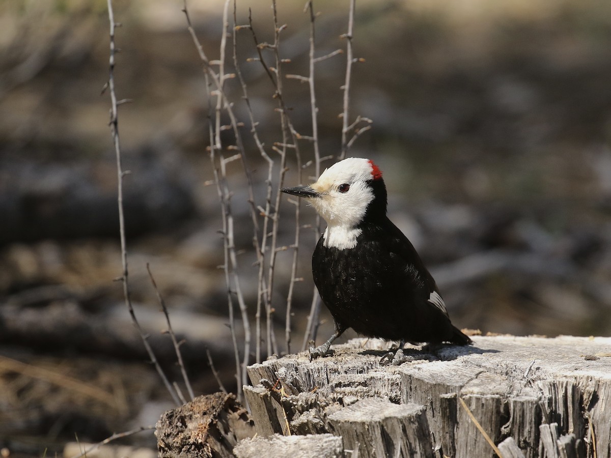 White-headed Woodpecker - ML619210285