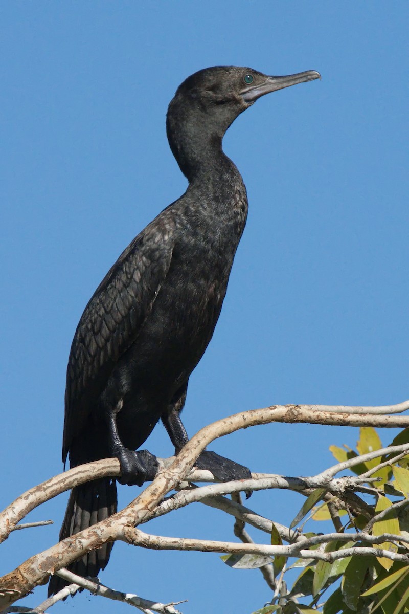 Little Black Cormorant - ML619210319
