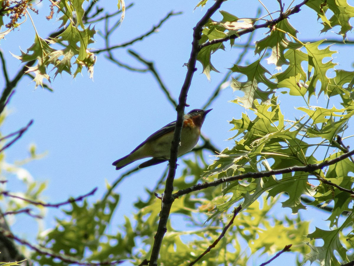 Bay-breasted Warbler - ML619210330