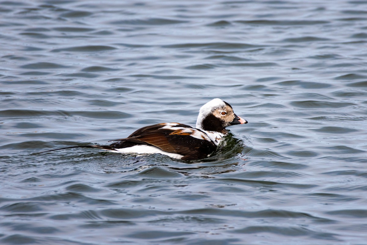 Long-tailed Duck - ML619210351