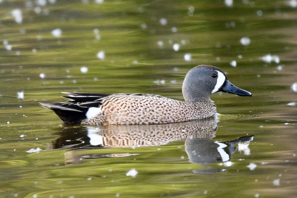 Blue-winged Teal - ML619210425