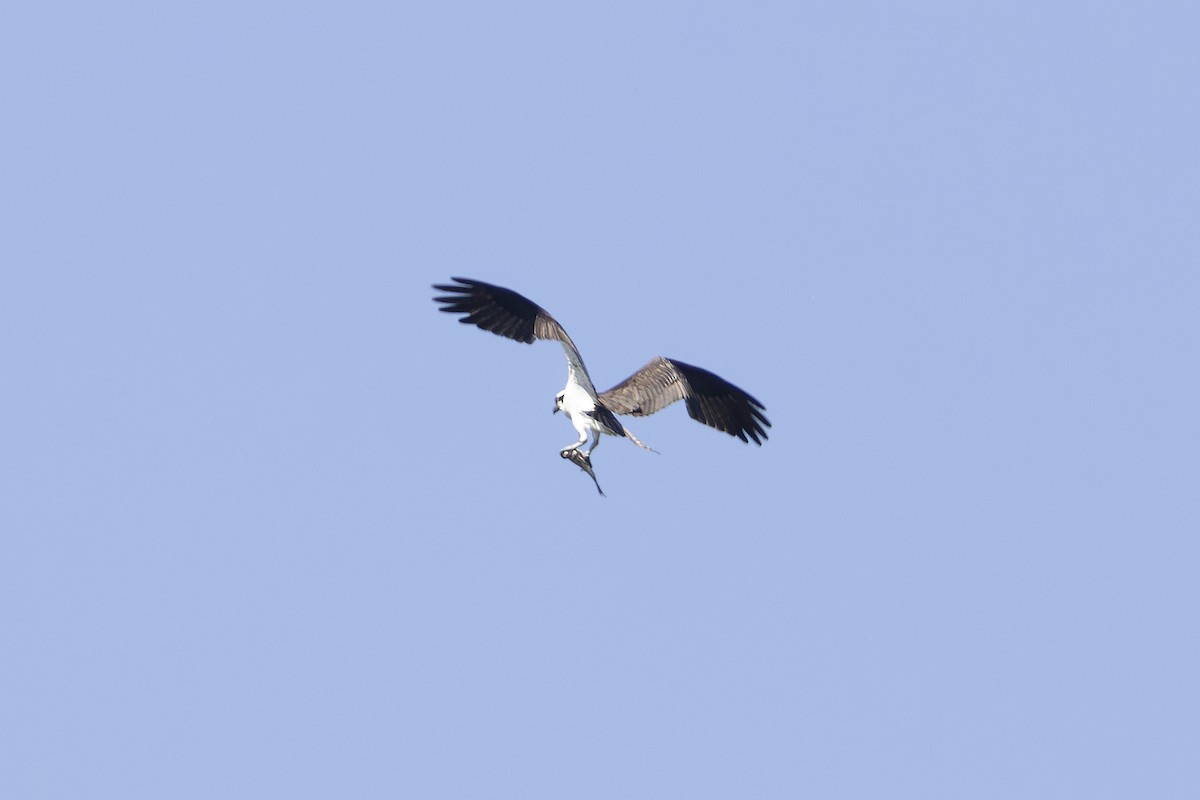 Águila Pescadora - ML619210426