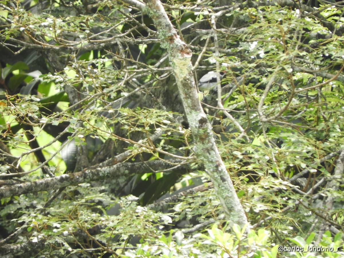 Black-tailed Tityra - ML619210428