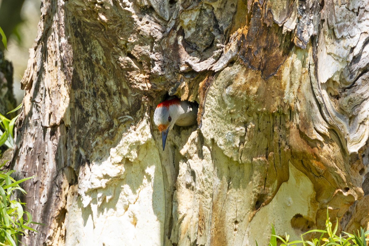 Red-bellied Woodpecker - ML619210432