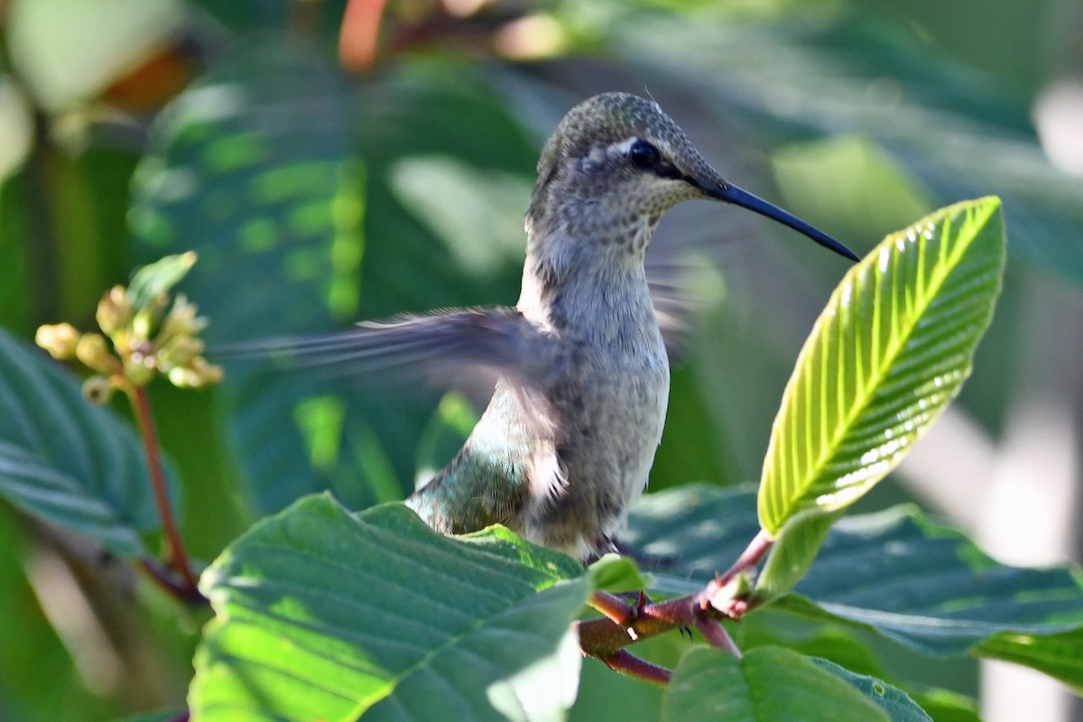 Anna's Hummingbird - ML619210441