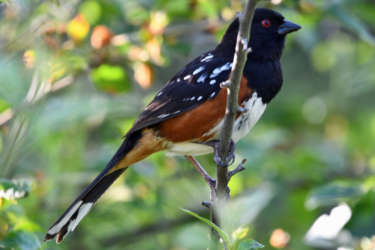 Spotted Towhee - ML619210479