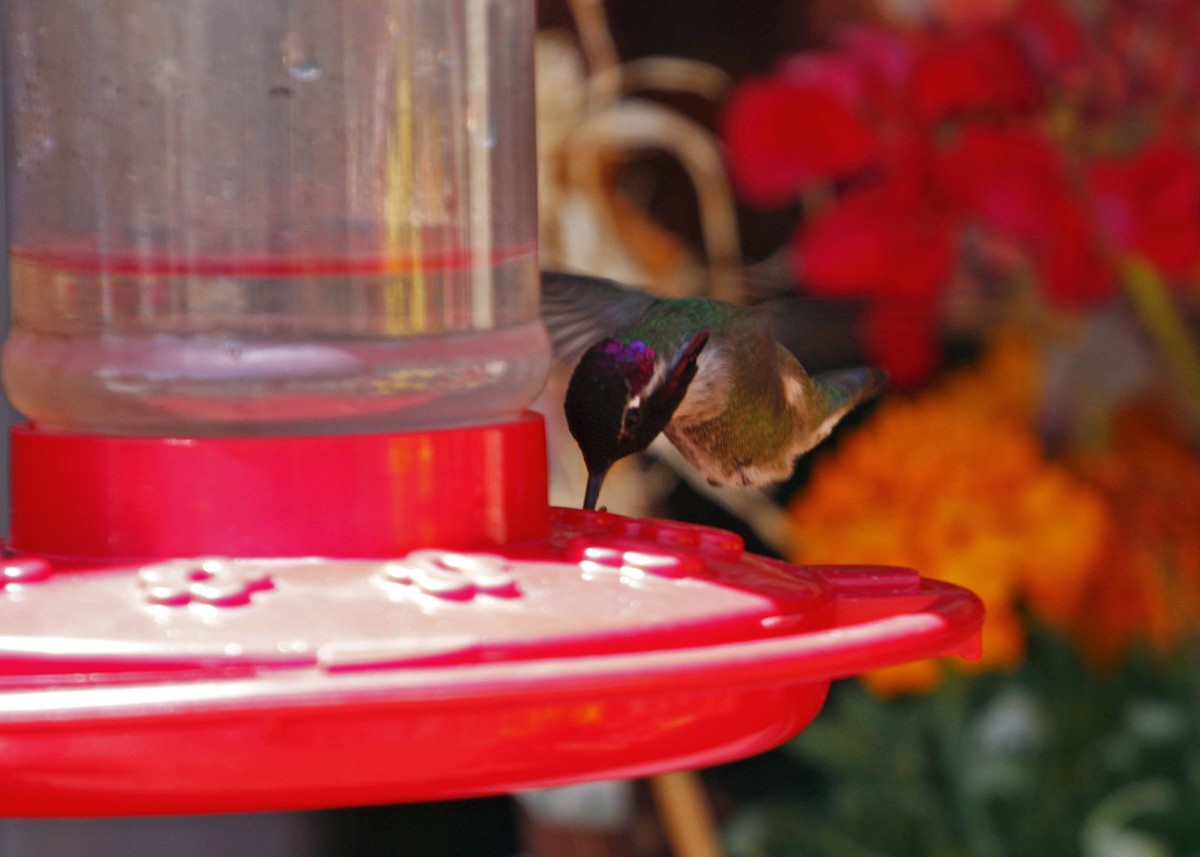 Costa's Hummingbird - ML619210521