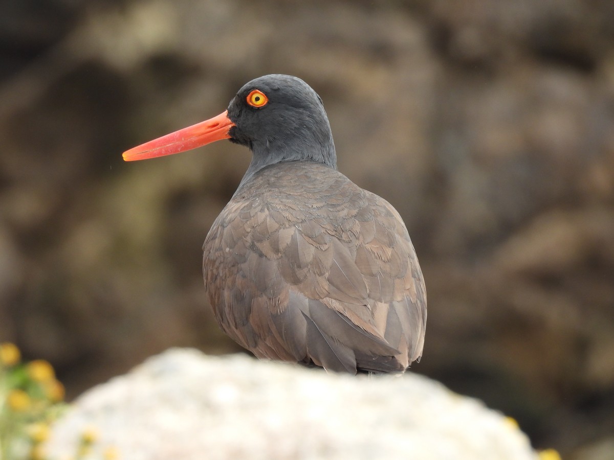 Black Oystercatcher - ML619210537