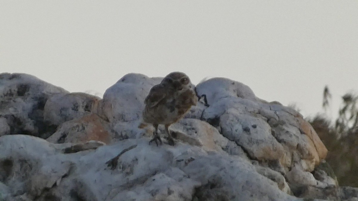 Burrowing Owl - ML619210554