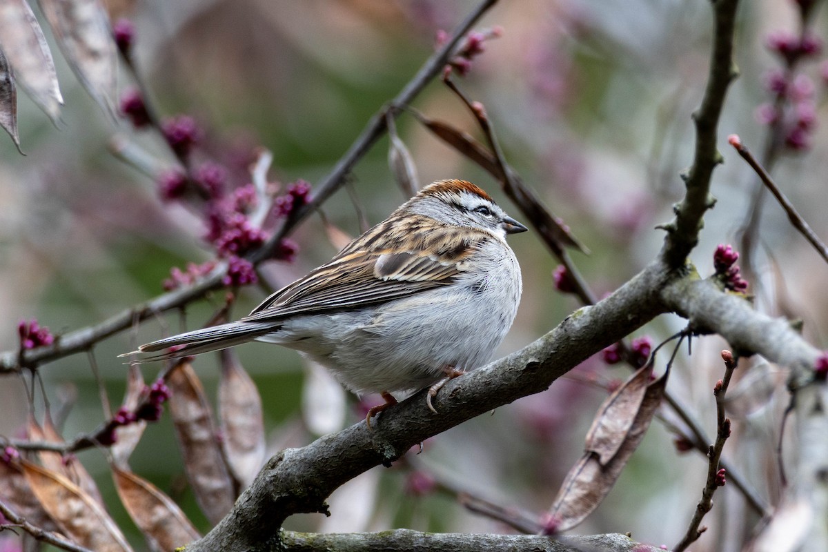 Chipping Sparrow - ML619210570
