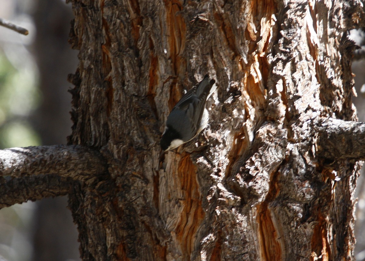 White-breasted Nuthatch - ML619210573